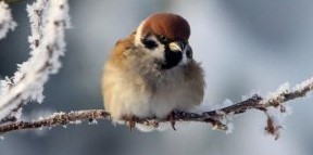 sparrow-in-the-cold-winter